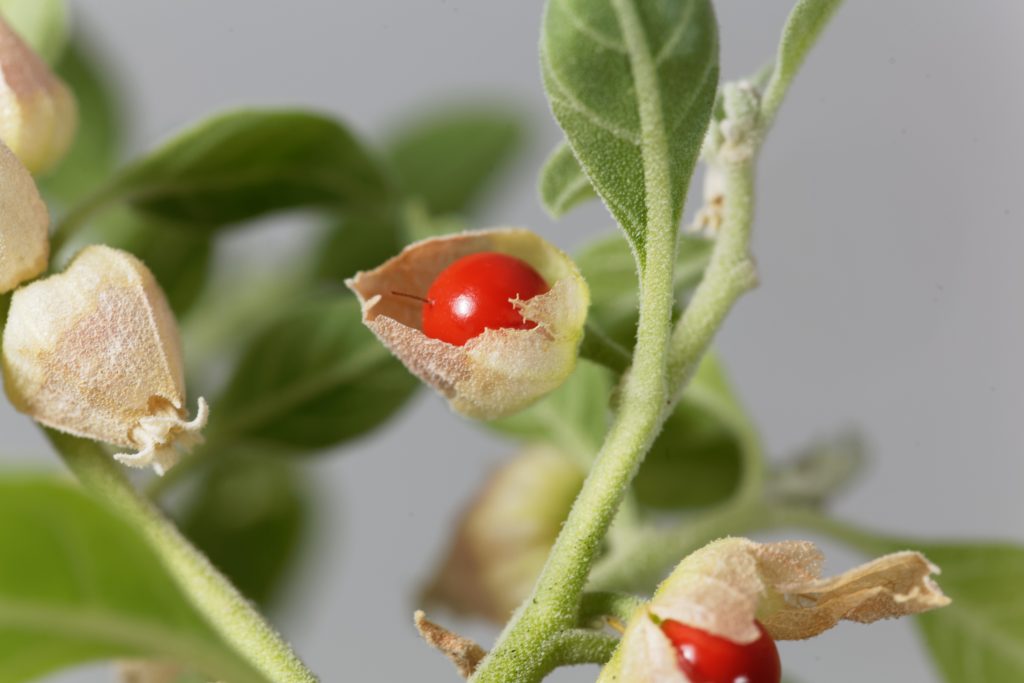 Photo of ashwagandha plant with berries
