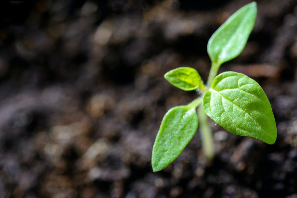 Photo of Ashwagandha Sprout in dirt