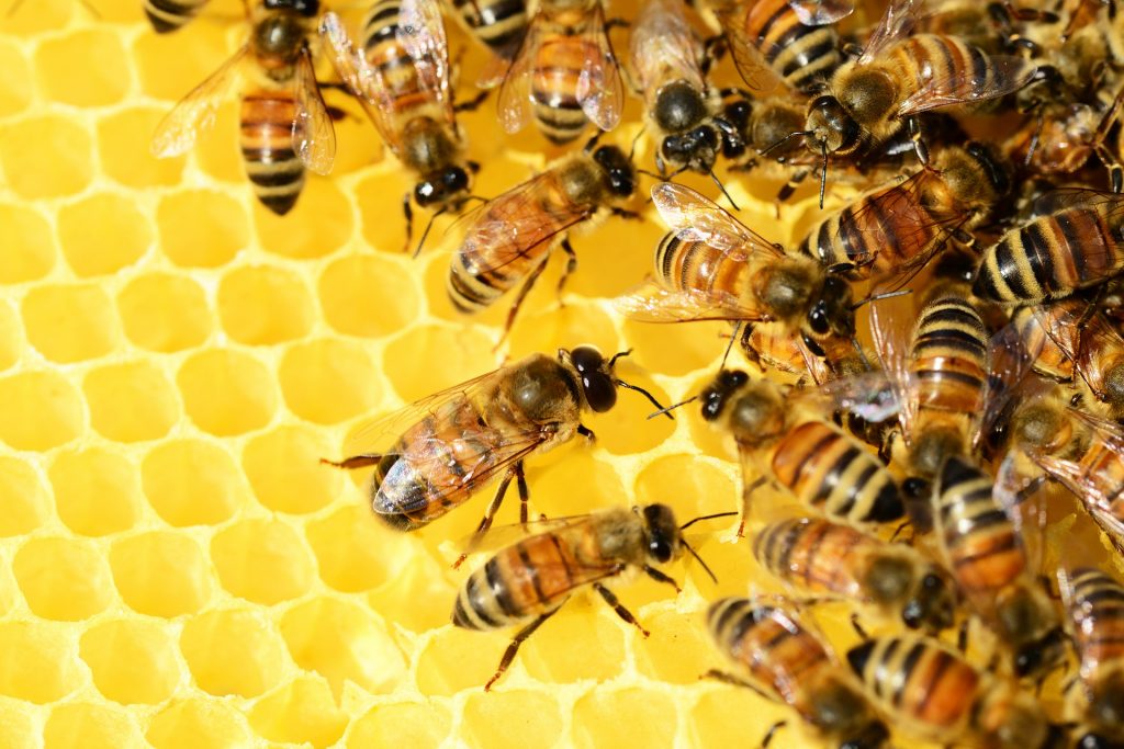 Photo of bees working inside hive on honeycomb.