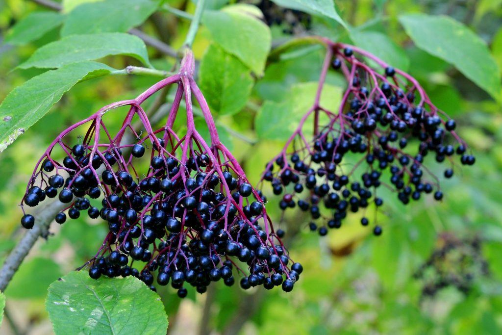 Photo of elderberries hanging from bush.