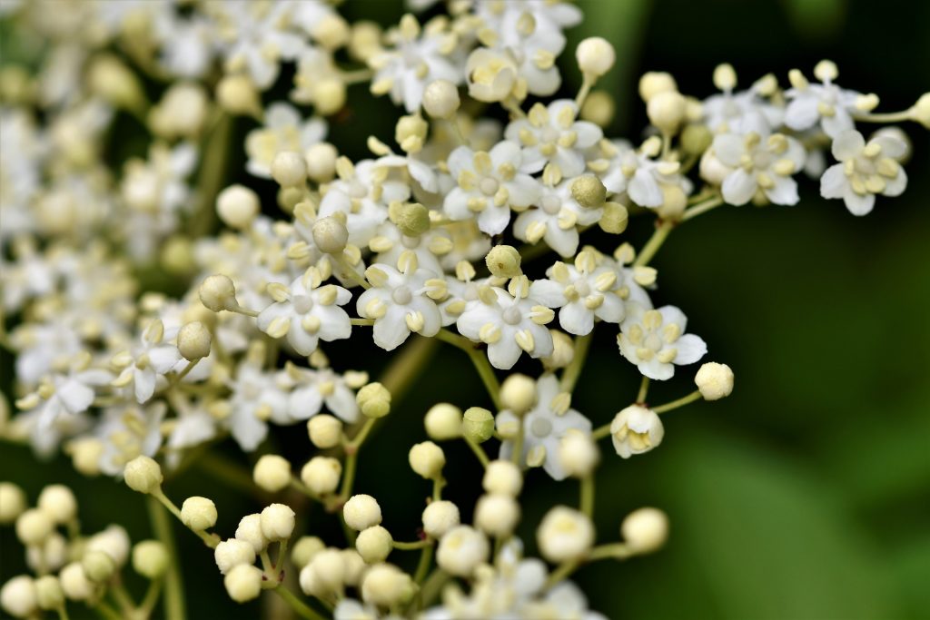 Photo of elderberry white flowers.