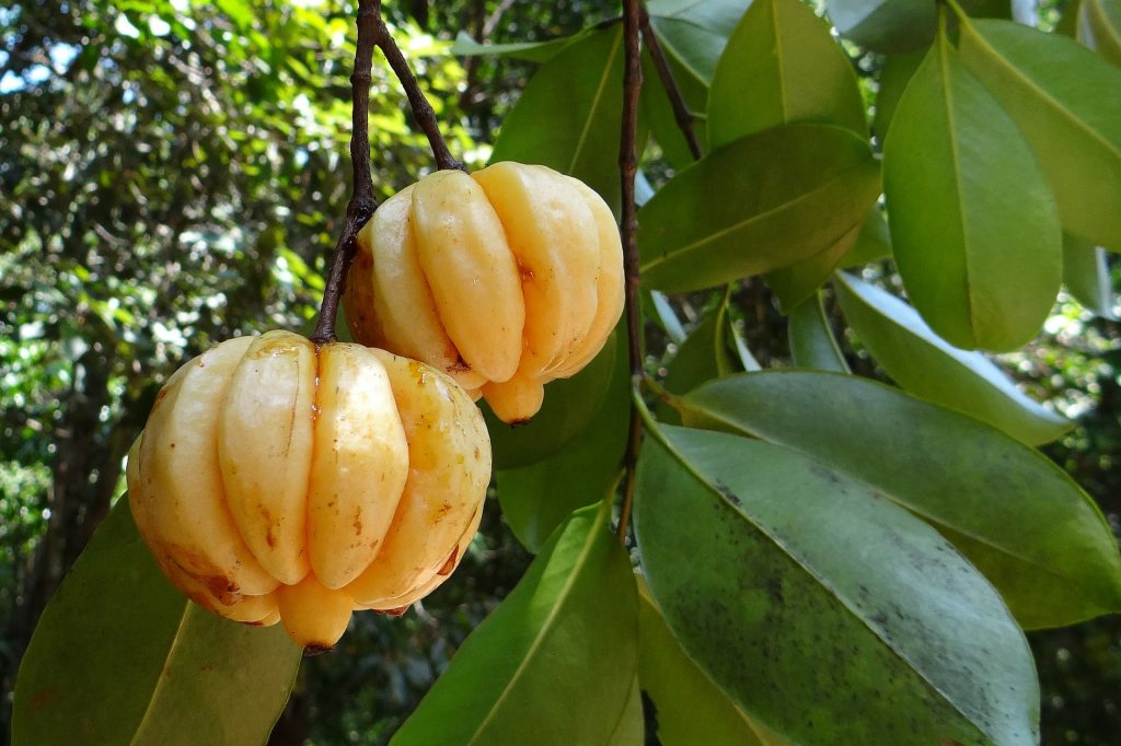 Photo of two garcinia cambogia fruit hanging from tropical tree.