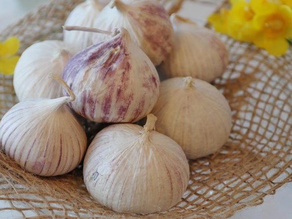 Photo of garlic bulbs on straw basket